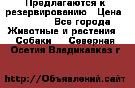 Предлагаются к резервированию › Цена ­ 16 000 - Все города Животные и растения » Собаки   . Северная Осетия,Владикавказ г.